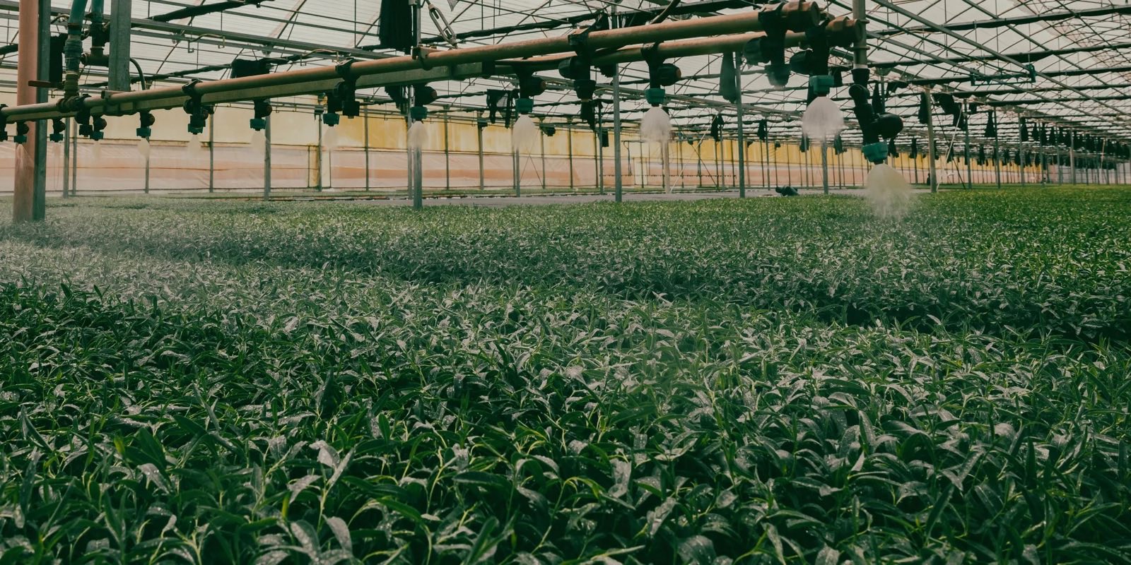 Plantech Kenya nursery